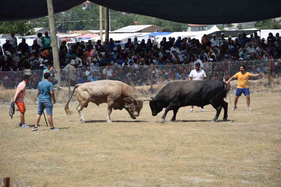 Antalya’da Boğa Güreşlerinde Heyecanlı Anlar Yaşandı