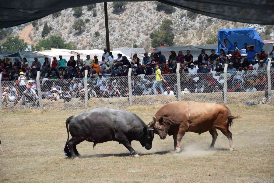 Antalya’da Boğa Güreşlerinde Heyecanlı Anlar Yaşandı