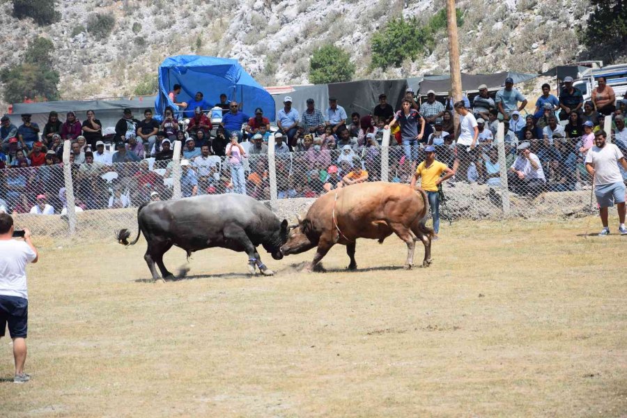 Antalya’da Boğa Güreşlerinde Heyecanlı Anlar Yaşandı
