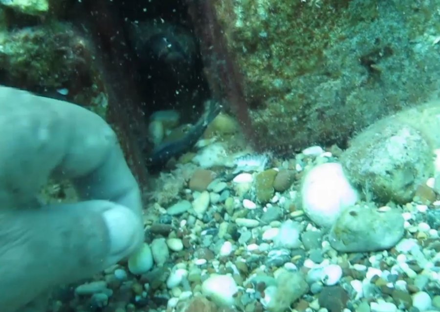 Bıçak Gibi Keskin Dişli Müren Balığını Elleriyle Besledi