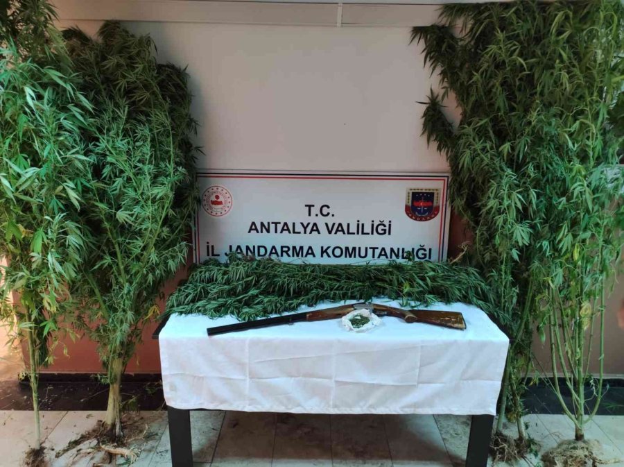 Jandarmadan Döşemealtı’nda Kenevir Baskını