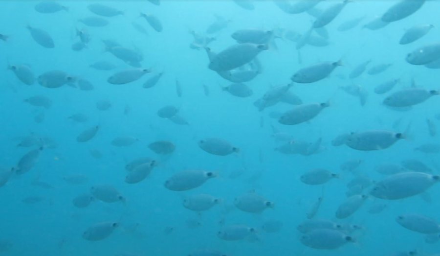 Bakanlığın Av Yasağı Kararı, Akdeniz’de Meyvelerini Verdi