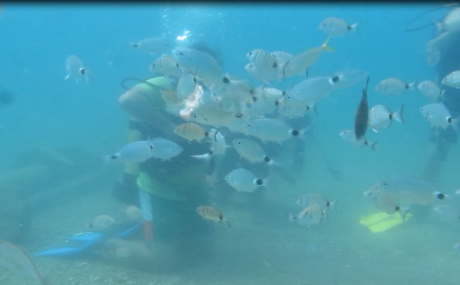 Bakanlığın Av Yasağı Kararı, Akdeniz’de Meyvelerini Verdi
