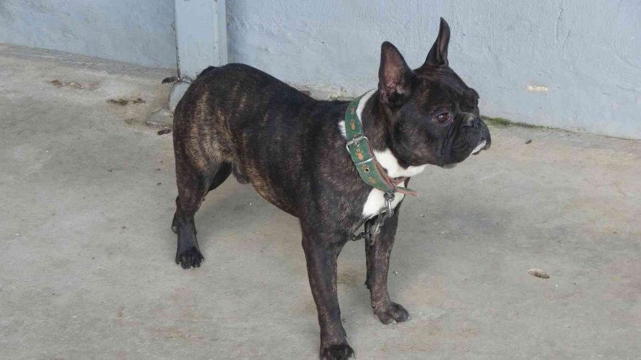 Soğuk Hava Deposundaki Yangında 9 Daire Ve 100 Ton Portakal Zarar Gördü