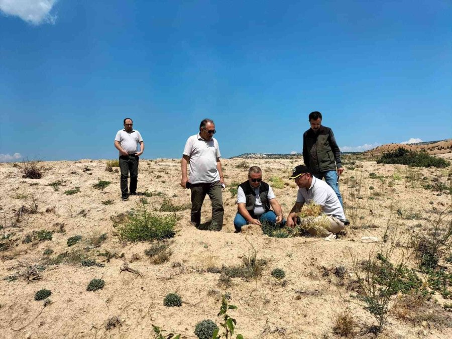 Tuz Çalısı Ve Bozkır Otu Deneme Sahası Projesi Yerinde İncelendi