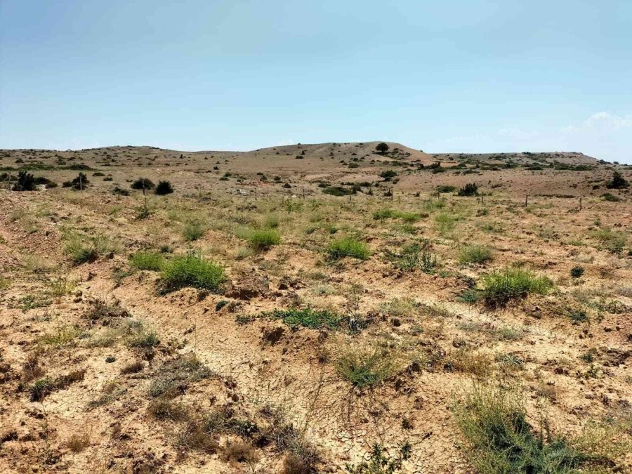 Tuz Çalısı Ve Bozkır Otu Deneme Sahası Projesi Yerinde İncelendi