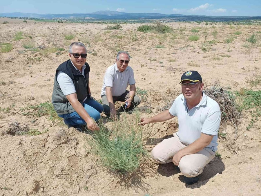 Tuz Çalısı Ve Bozkır Otu Deneme Sahası Projesi Yerinde İncelendi
