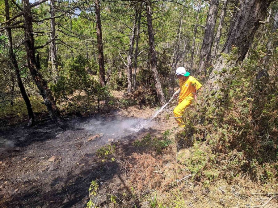 Yıldırım Düşen Ormanda Yangın Çıktı