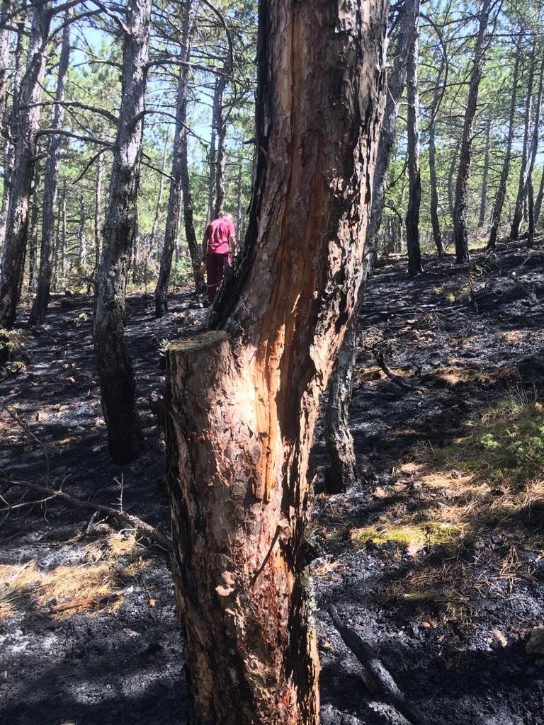 Yıldırım Düşen Ormanda Yangın Çıktı