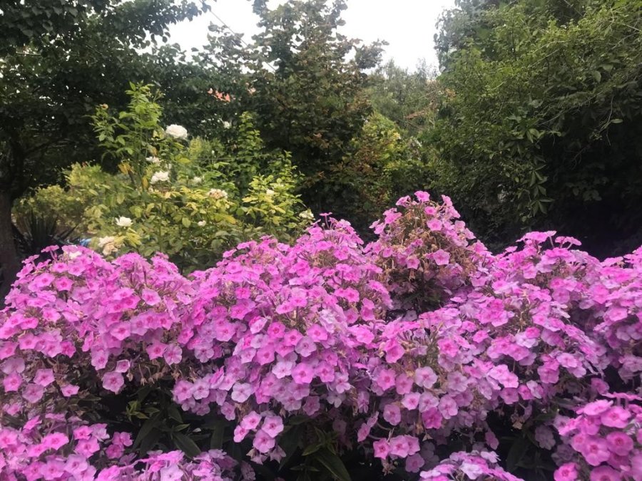 Bahçesindeki Bitkilerle Her Gün Yaklaşık 10 Saat İlgileniyor