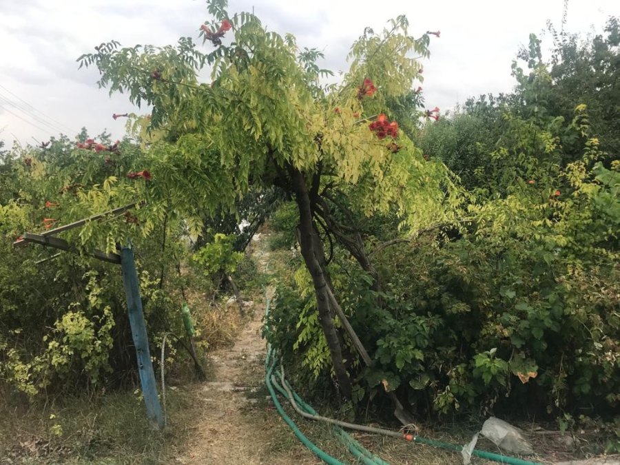 Bahçesindeki Bitkilerle Her Gün Yaklaşık 10 Saat İlgileniyor