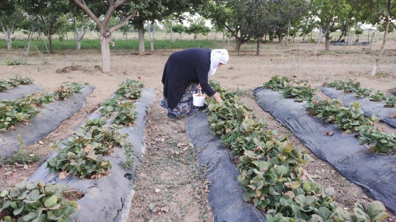 Tarladan Halka ‘organik Hizmet ‘