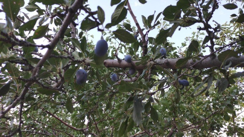 Tarladan Halka ‘organik Hizmet ‘