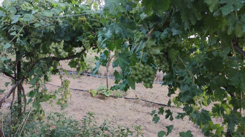 Tarladan Halka ‘organik Hizmet ‘