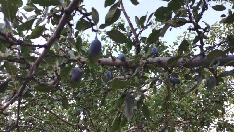 Tarladan Halka ‘organik Hizmet ‘