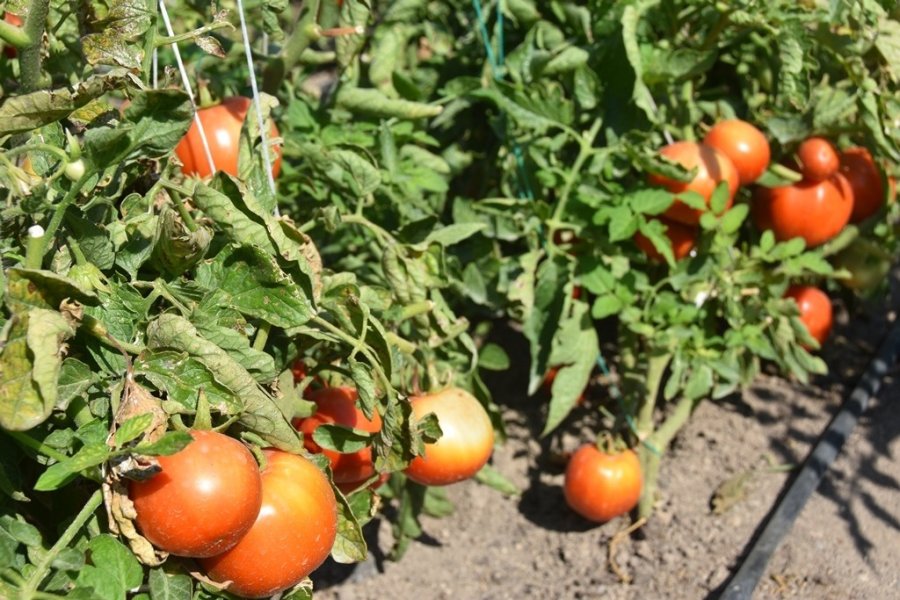 Kocasinan Belediyesi’nin Dağıttığı Fideler Ürün Verdi