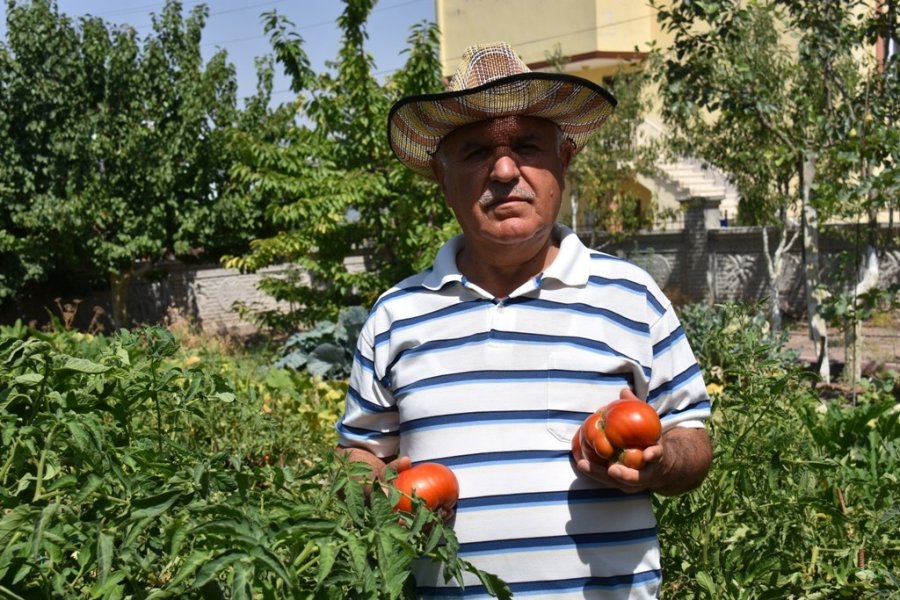 Kocasinan Belediyesi’nin Dağıttığı Fideler Ürün Verdi
