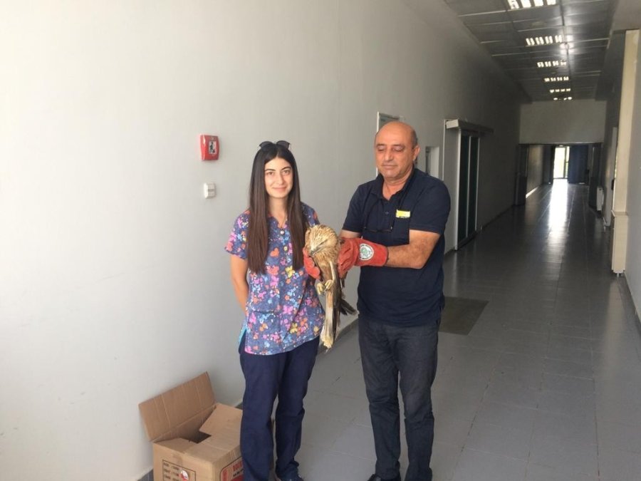 Yaralı Şahine Yardım Eli