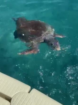 Denizde Caretta Carettanın Saldırısına Uğrayan Rus Kadın Yaralandı