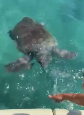 Denizde Caretta Carettanın Saldırısına Uğrayan Rus Kadın Yaralandı