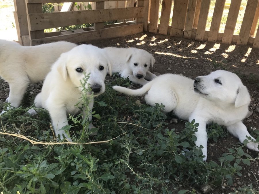 Anne Akbaş’tan Yürek Isıtan Görüntüler