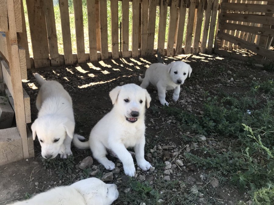 Anne Akbaş’tan Yürek Isıtan Görüntüler
