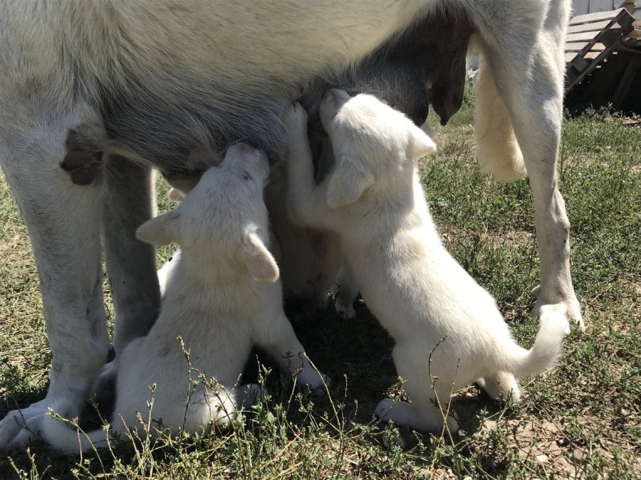 Anne Akbaş’tan Yürek Isıtan Görüntüler