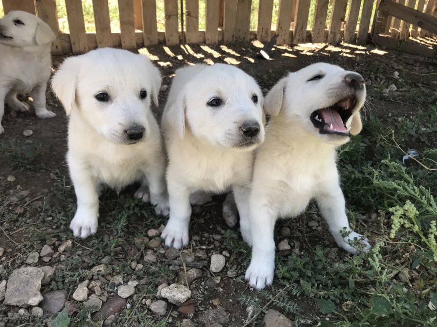 Anne Akbaş’tan Yürek Isıtan Görüntüler