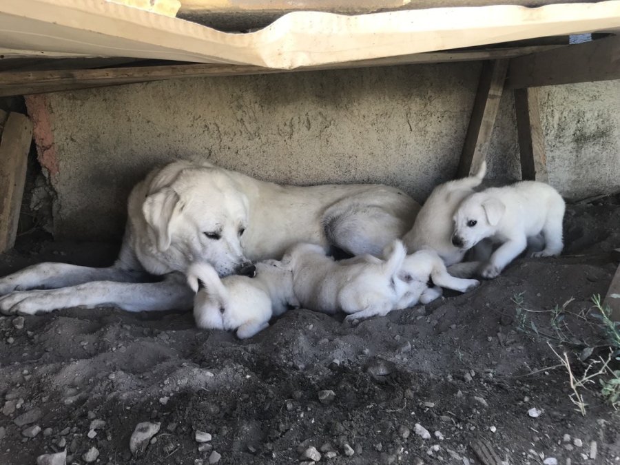 Anne Akbaş’tan Yürek Isıtan Görüntüler