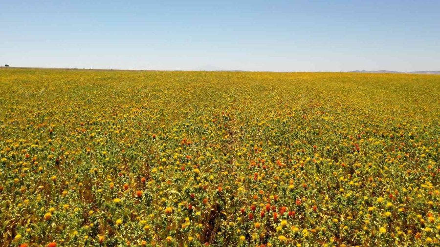 Başkan Büyükkılıç: "aspir Yağında İlk Sırada Olacağız"