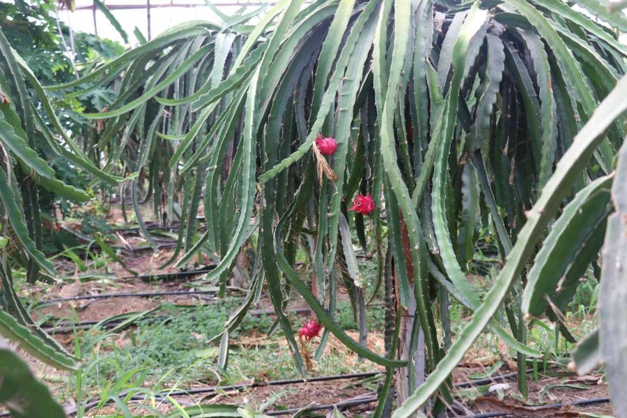 Alanya’da Ejder Meyvesi Üretimi Yıldan Yıla Artıyor