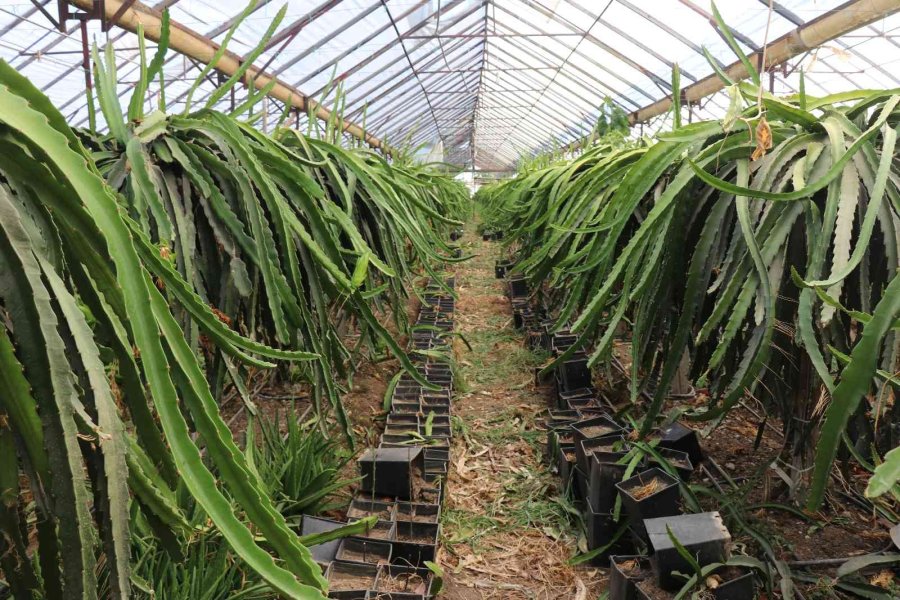 Alanya’da Ejder Meyvesi Üretimi Yıldan Yıla Artıyor