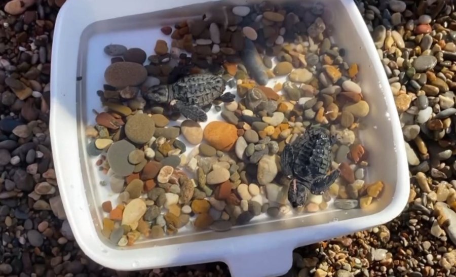 Vatandaşlar, Yuvadan Çıkan Yavru Carettaları Denizle Buluşturdu