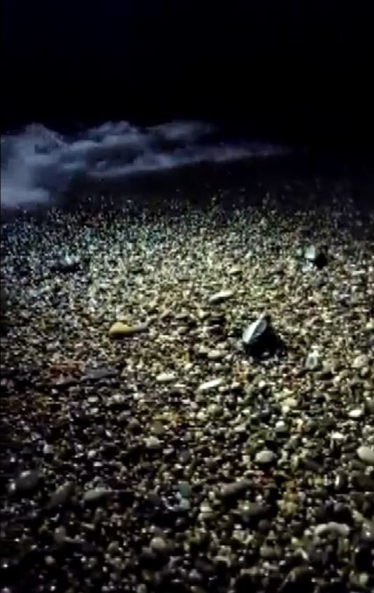 Vatandaşlar, Yuvadan Çıkan Yavru Carettaları Denizle Buluşturdu