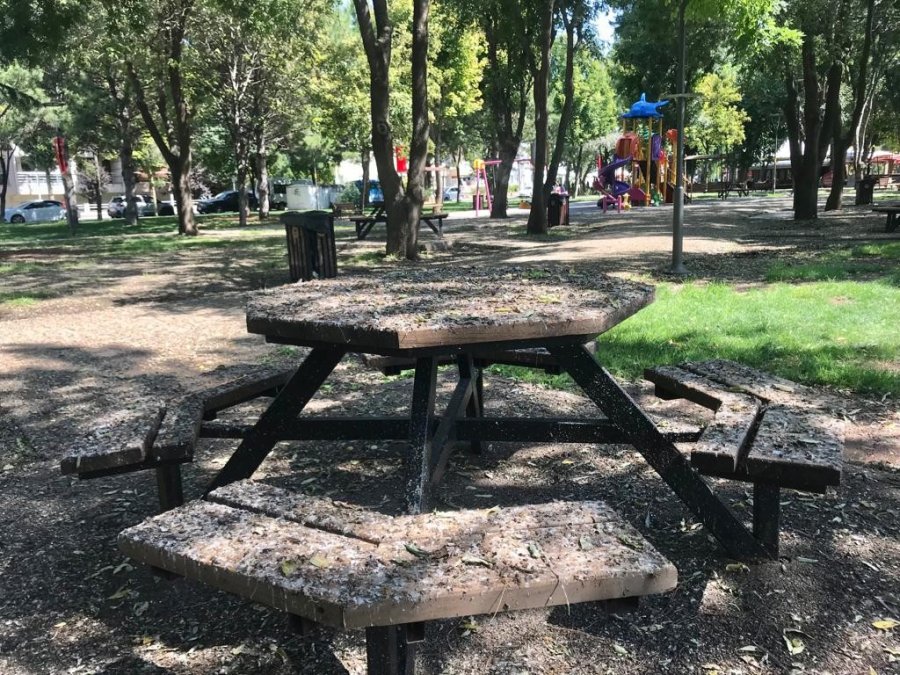 Kuş Dışkıları Bu Hale Getirdi