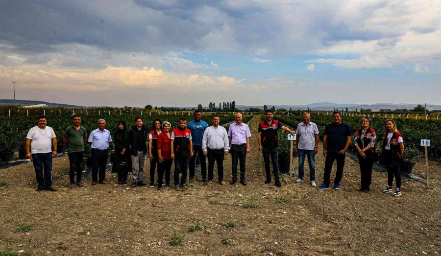 Eskişehir’de Maviyemiş Hasadı Başladı