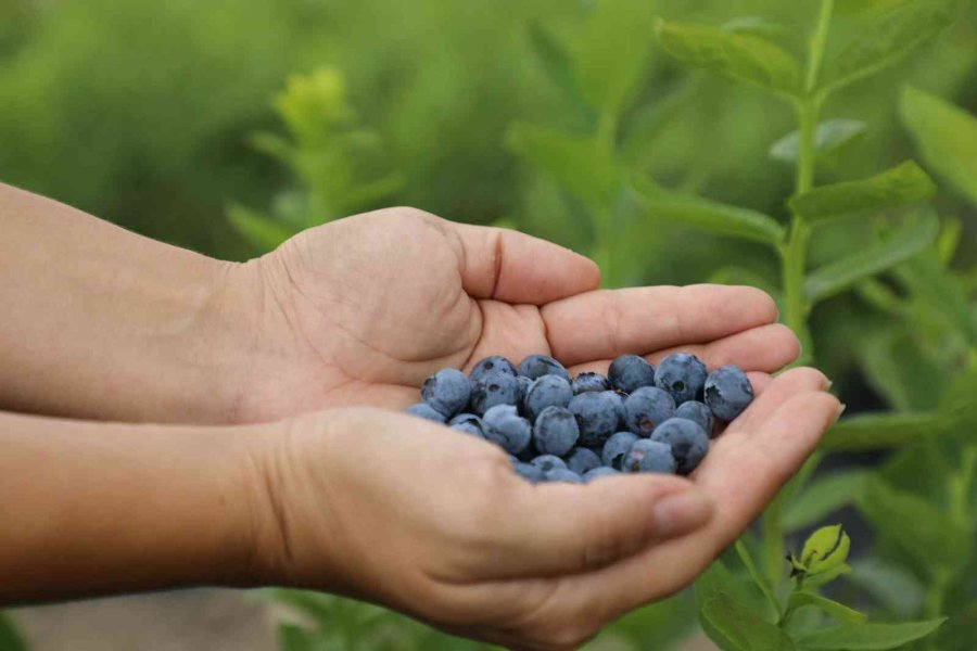 Eskişehir’de Maviyemiş Hasadı Başladı