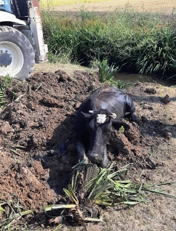 Derede Mahsur Kalan İneği İtfaiye Kurtardı