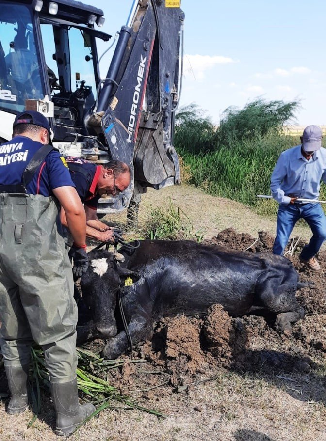 Derede Mahsur Kalan İneği İtfaiye Kurtardı