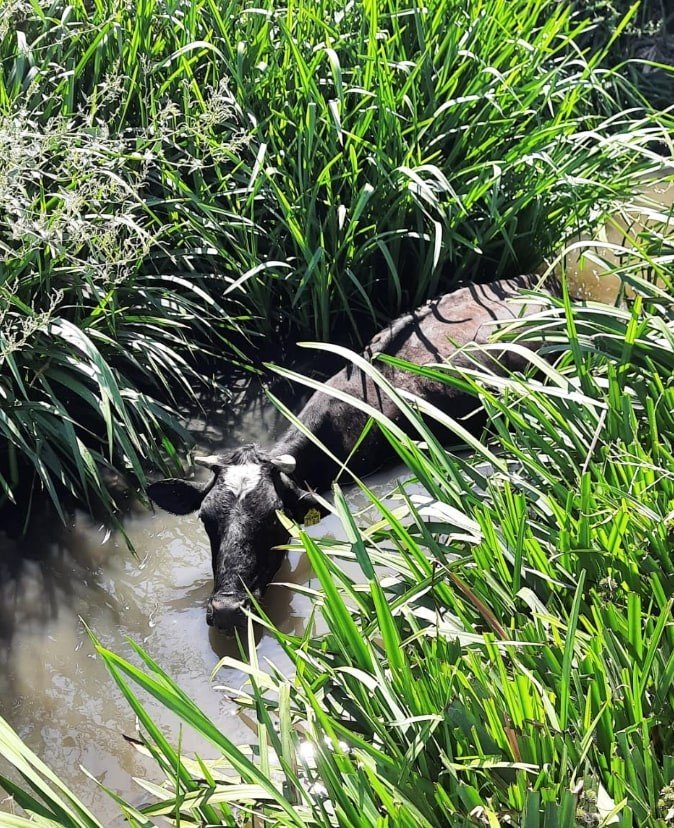 Derede Mahsur Kalan İneği İtfaiye Kurtardı
