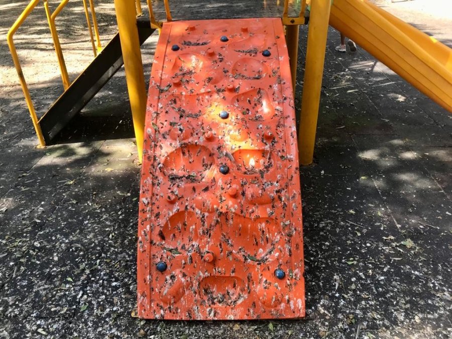 Kuş Dışkıları Bu Hale Getirdi