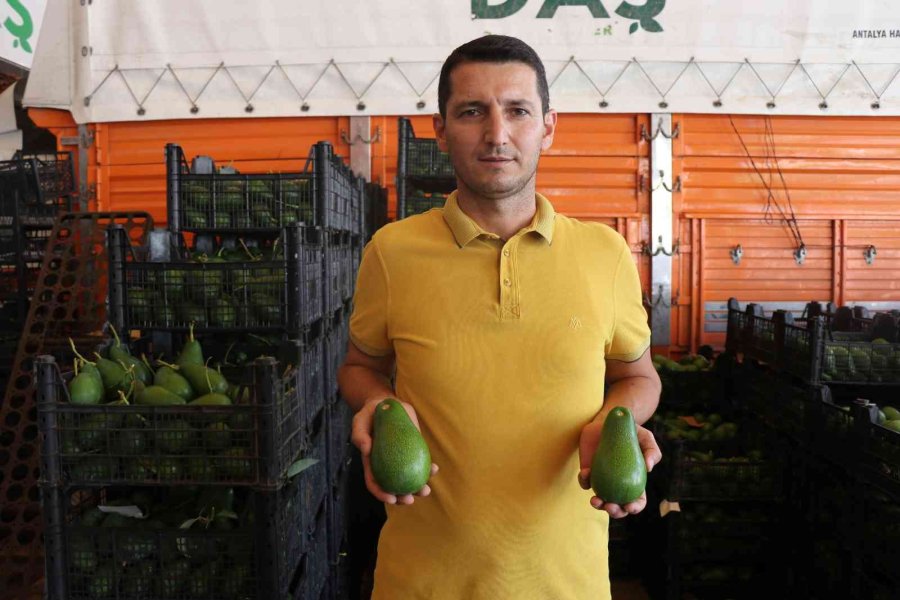 Türkiye’nin Yüzde 70 Avokado Üretimi Yapılan Alanya’da Hasat Heyecanı