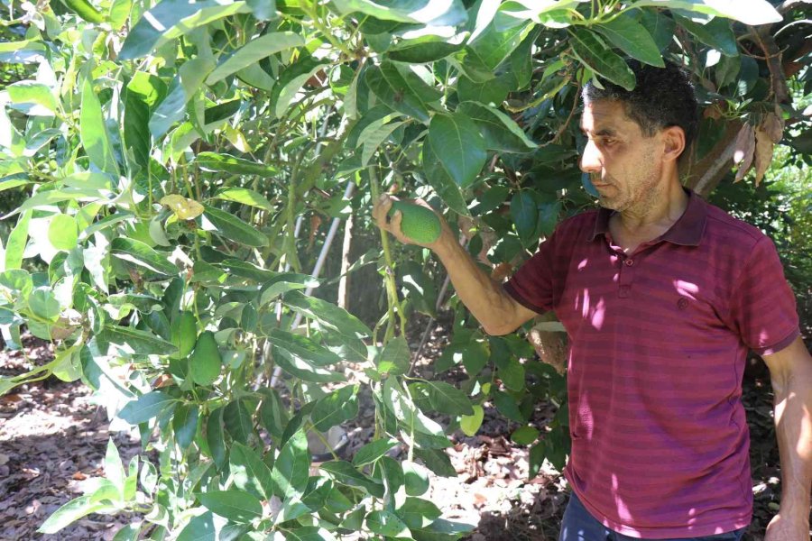 Türkiye’nin Yüzde 70 Avokado Üretimi Yapılan Alanya’da Hasat Heyecanı