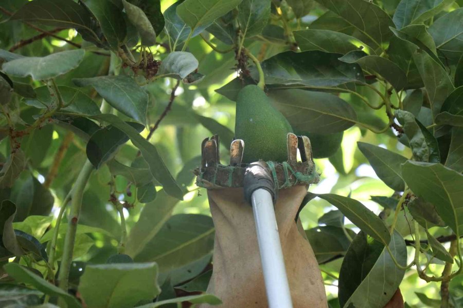 Türkiye’nin Yüzde 70 Avokado Üretimi Yapılan Alanya’da Hasat Heyecanı