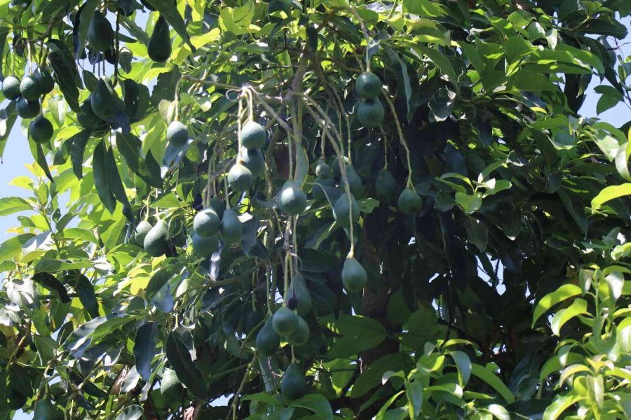Türkiye’nin Yüzde 70 Avokado Üretimi Yapılan Alanya’da Hasat Heyecanı
