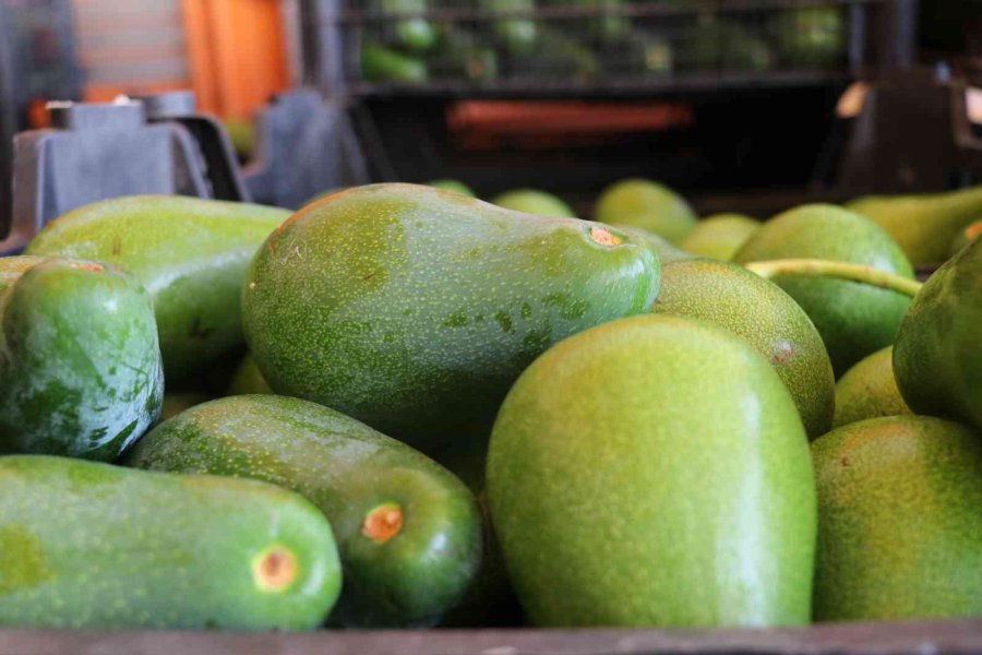 Türkiye’nin Yüzde 70 Avokado Üretimi Yapılan Alanya’da Hasat Heyecanı