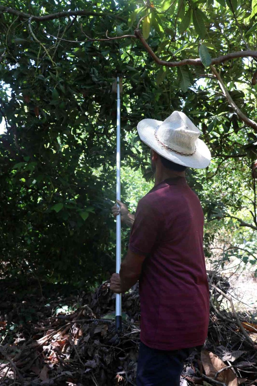 Türkiye’nin Yüzde 70 Avokado Üretimi Yapılan Alanya’da Hasat Heyecanı