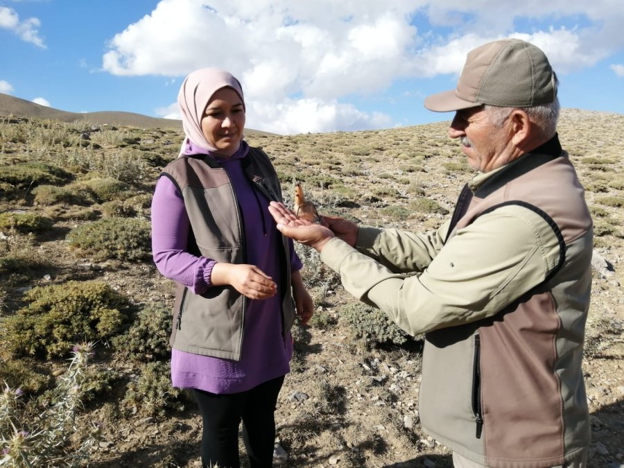 Yaralı İbibik Kuşu Tedavi Altına Alındı