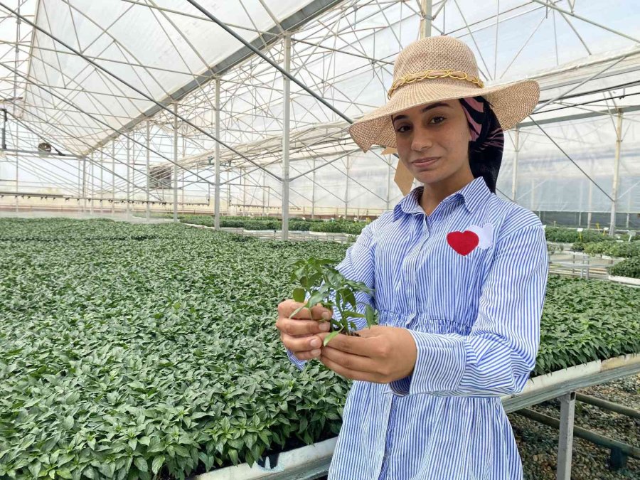 Antalyalı Çiftçilerin Domatese Talebi Yüzde 30 Arttı