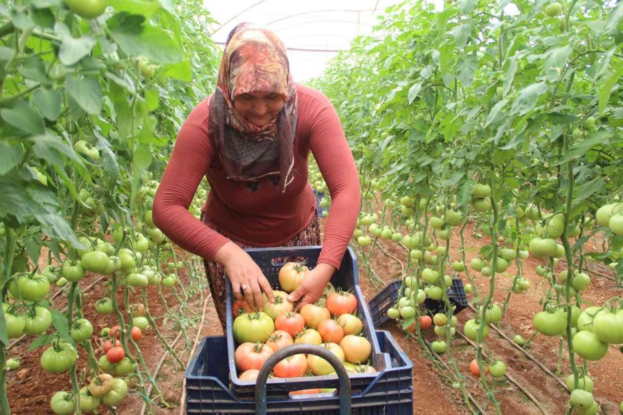 Antalyalı Çiftçilerin Domatese Talebi Yüzde 30 Arttı